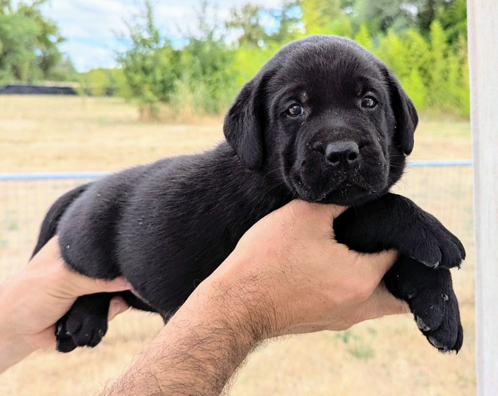 Du Domaine Charlésien - Chiots disponibles - Labrador Retriever