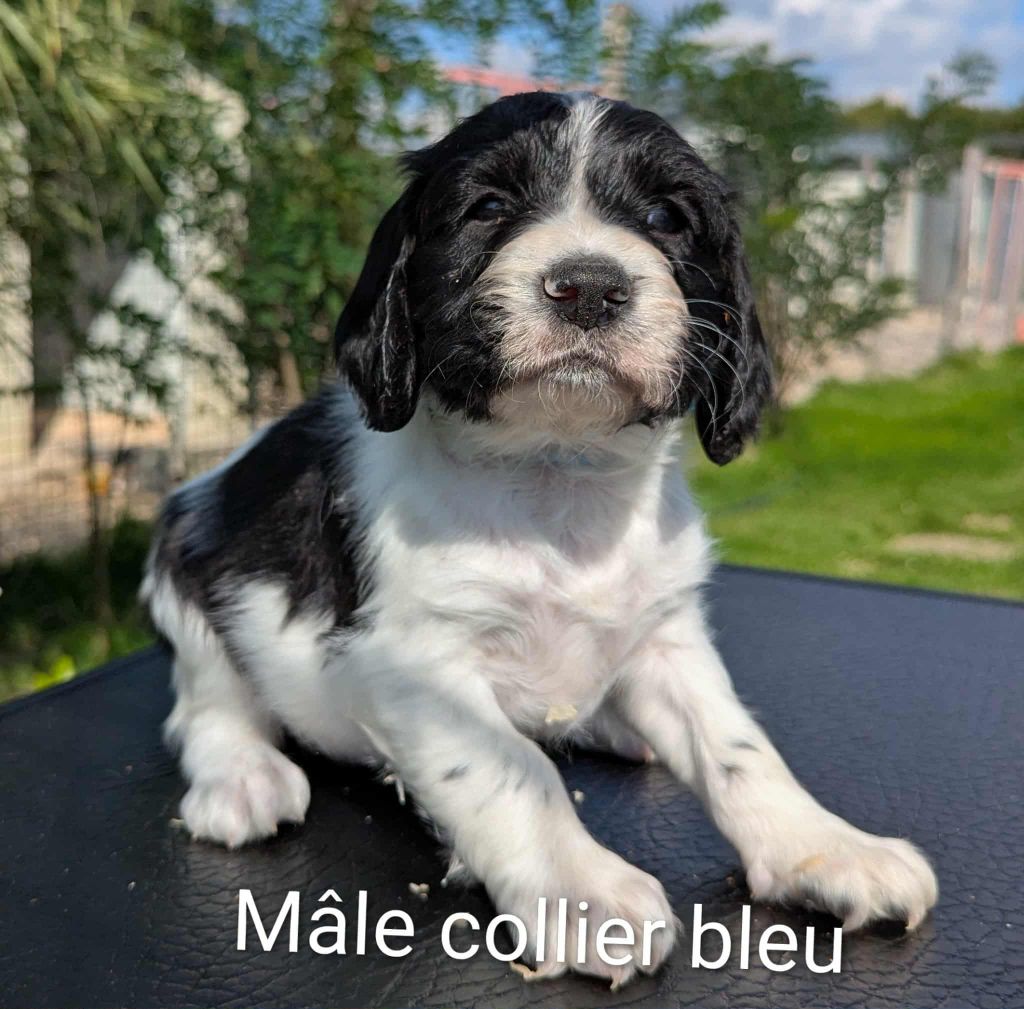 Du Domaine Charlésien - Chiots disponibles - English Springer Spaniel