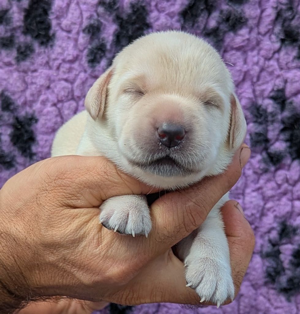 Du Domaine Charlésien - Chiots disponibles - Labrador Retriever