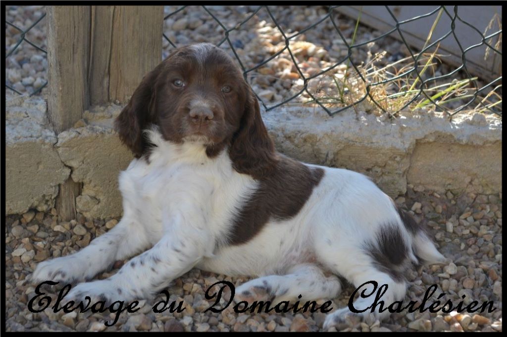 Chiot English Springer Spaniel Du Domaine Charlésien