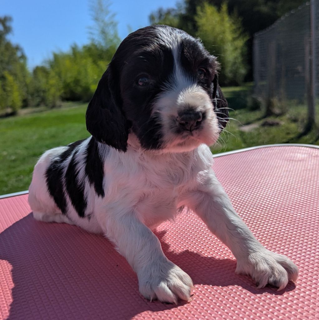 Du Domaine Charlésien - Chiots disponibles - English Springer Spaniel
