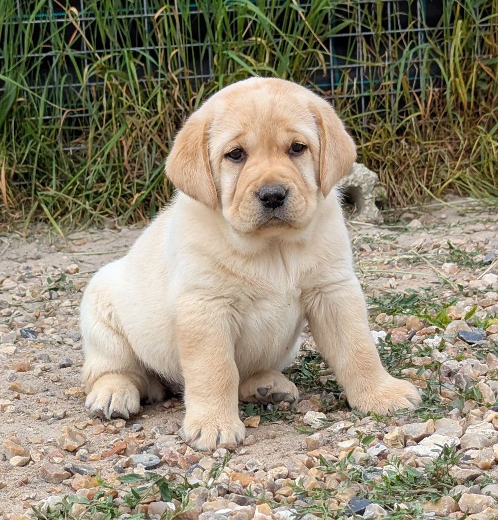 Du Domaine Charlésien - Chiots disponibles - Labrador Retriever