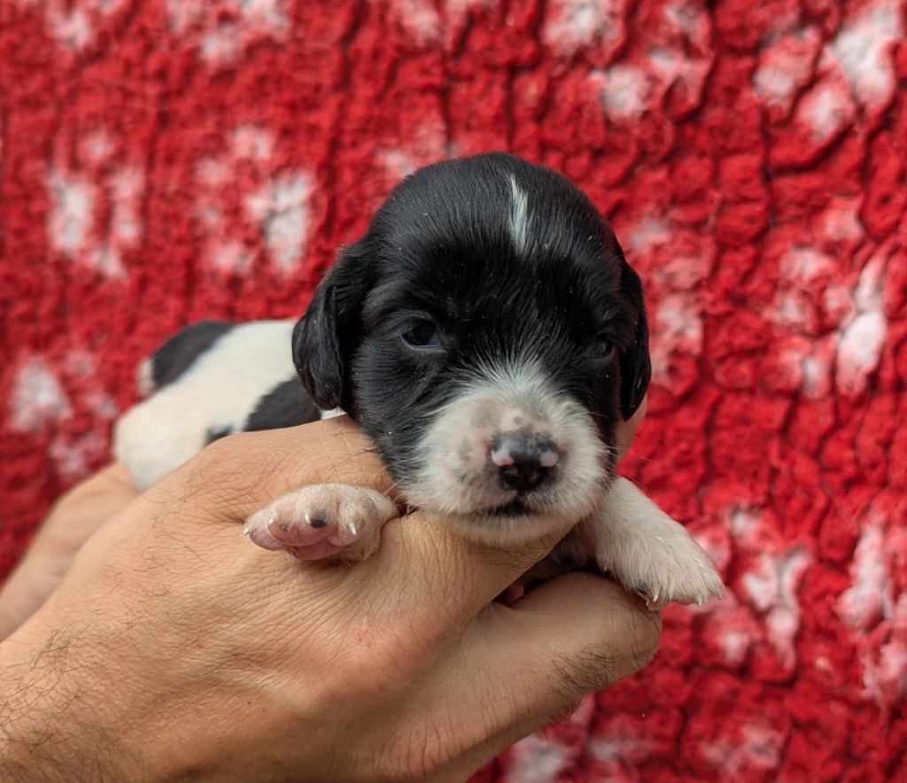 Du Domaine Charlésien - Chiots disponibles - English Springer Spaniel