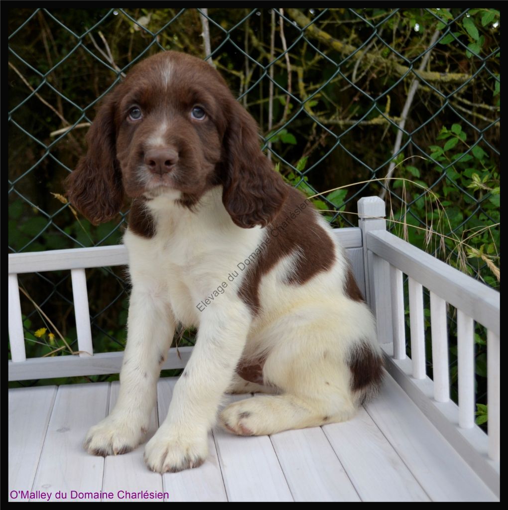 Chiot English Springer Spaniel Du Domaine Charlésien
