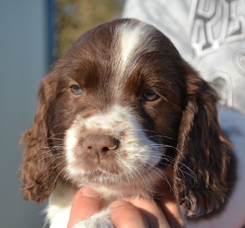 Chiot English Springer Spaniel Du Domaine Charlésien