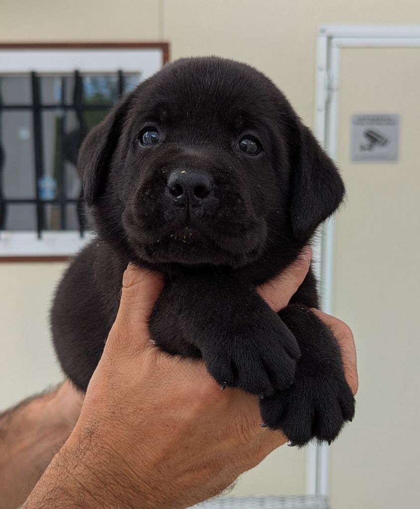 Du Domaine Charlésien - Chiots disponibles - Labrador Retriever