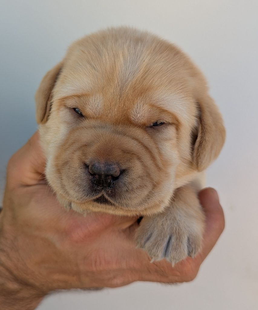 Du Domaine Charlésien - Chiots disponibles - Labrador Retriever