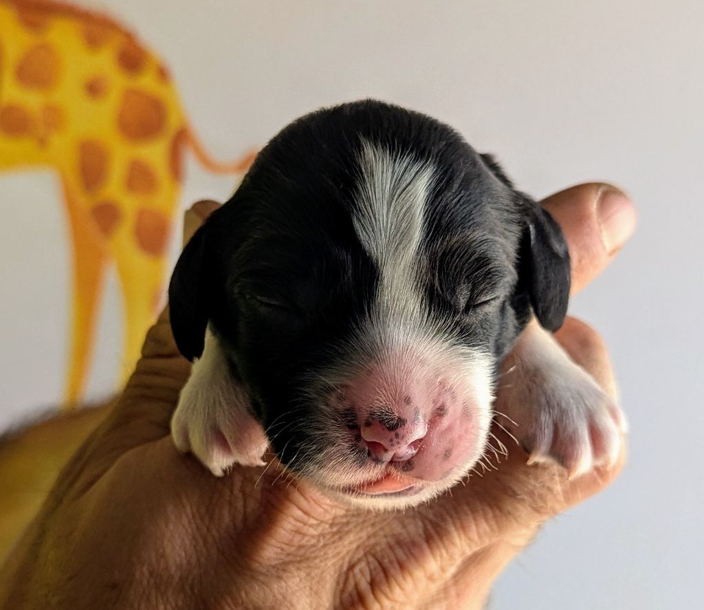 Du Domaine Charlésien - Chiots disponibles - English Springer Spaniel