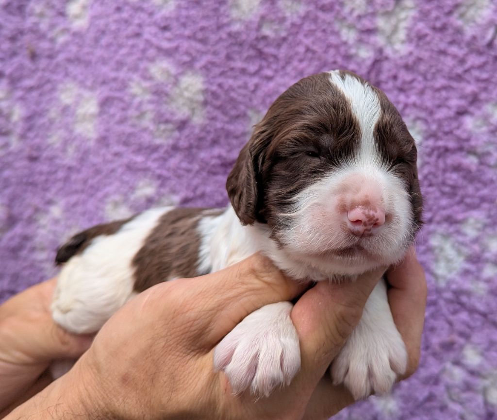 Du Domaine Charlésien - Chiots disponibles - English Springer Spaniel