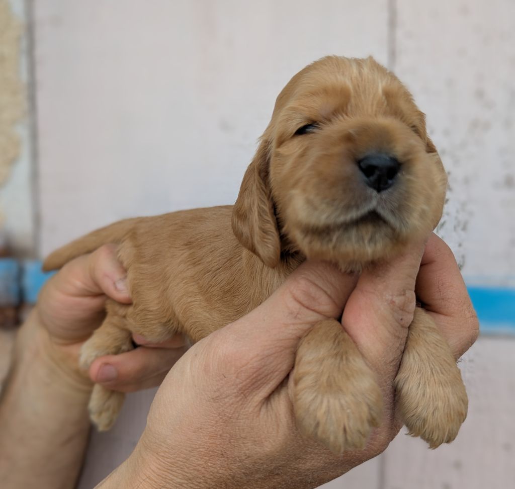 Du Domaine Charlésien - Chiots disponibles - Cocker Spaniel Anglais