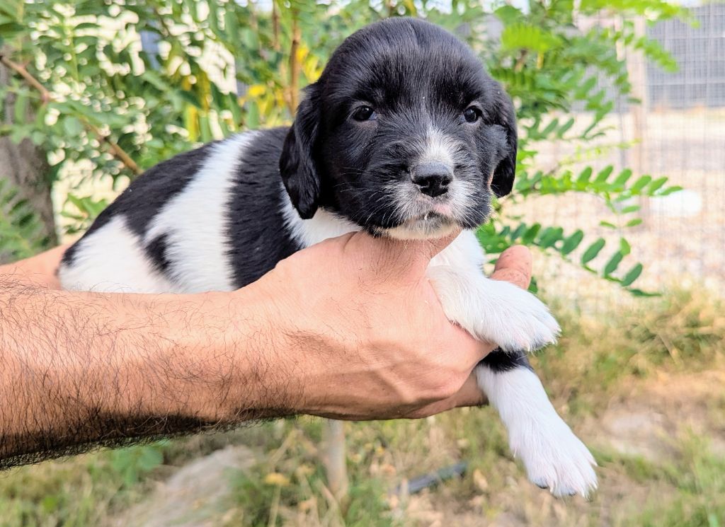 Du Domaine Charlésien - Chiots disponibles - English Springer Spaniel