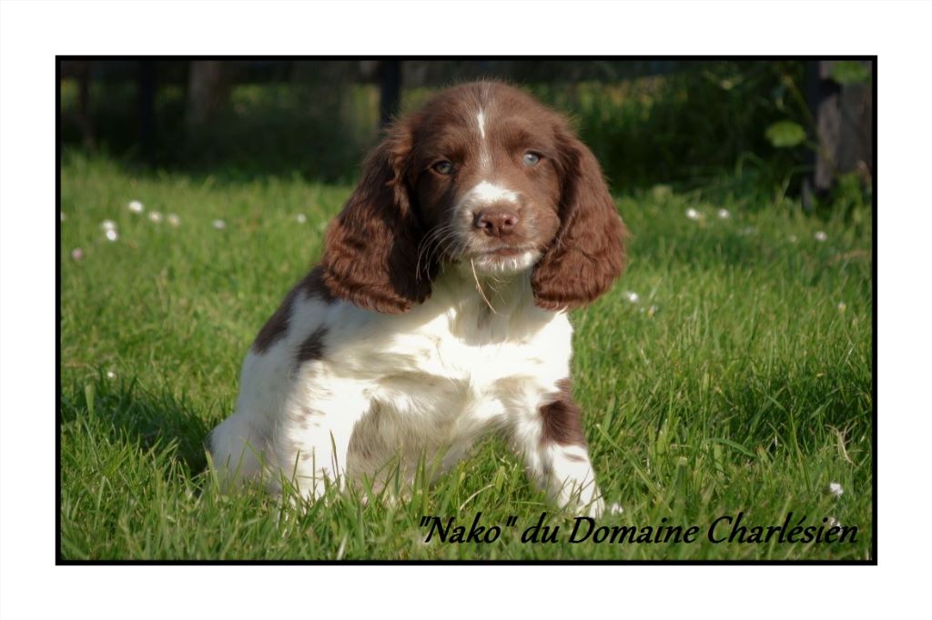 Chiot English Springer Spaniel Du Domaine Charlésien