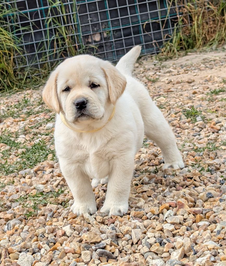 Du Domaine Charlésien - Chiots disponibles - Labrador Retriever