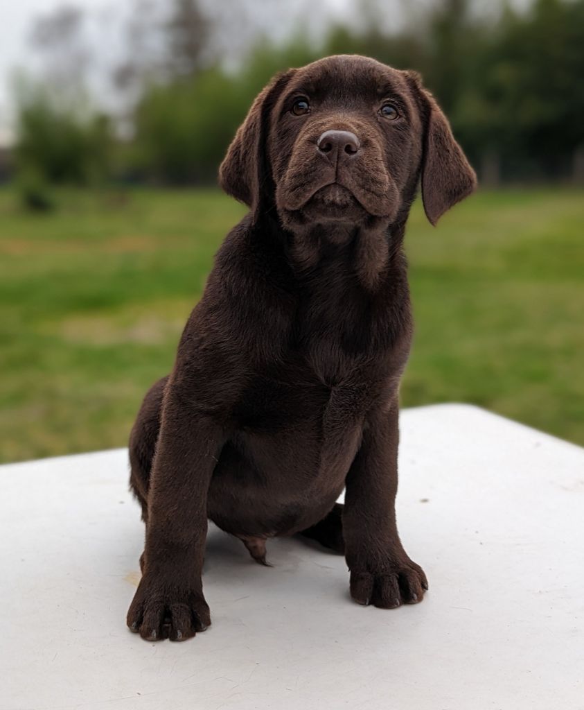 Chiot Labrador Retriever Du Domaine Charlésien