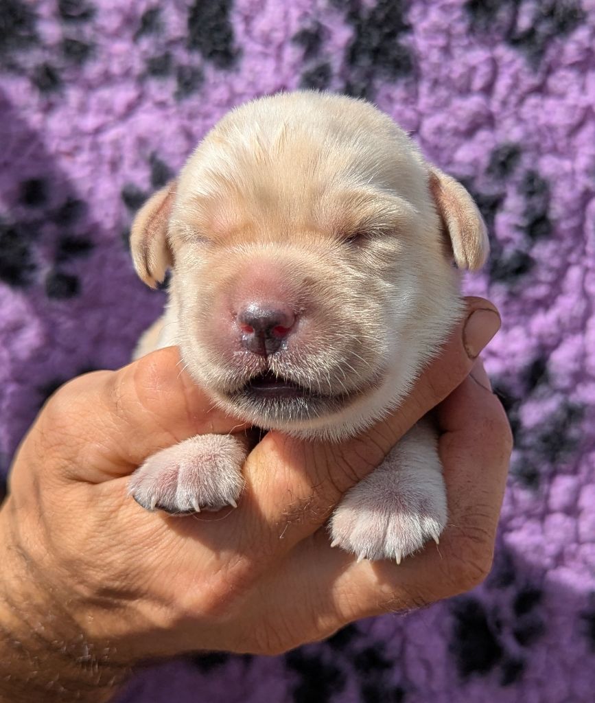 Du Domaine Charlésien - Chiots disponibles - Labrador Retriever