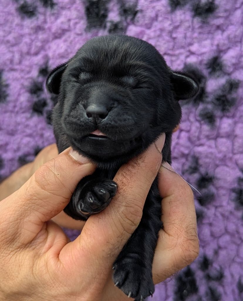 Du Domaine Charlésien - Chiots disponibles - Labrador Retriever