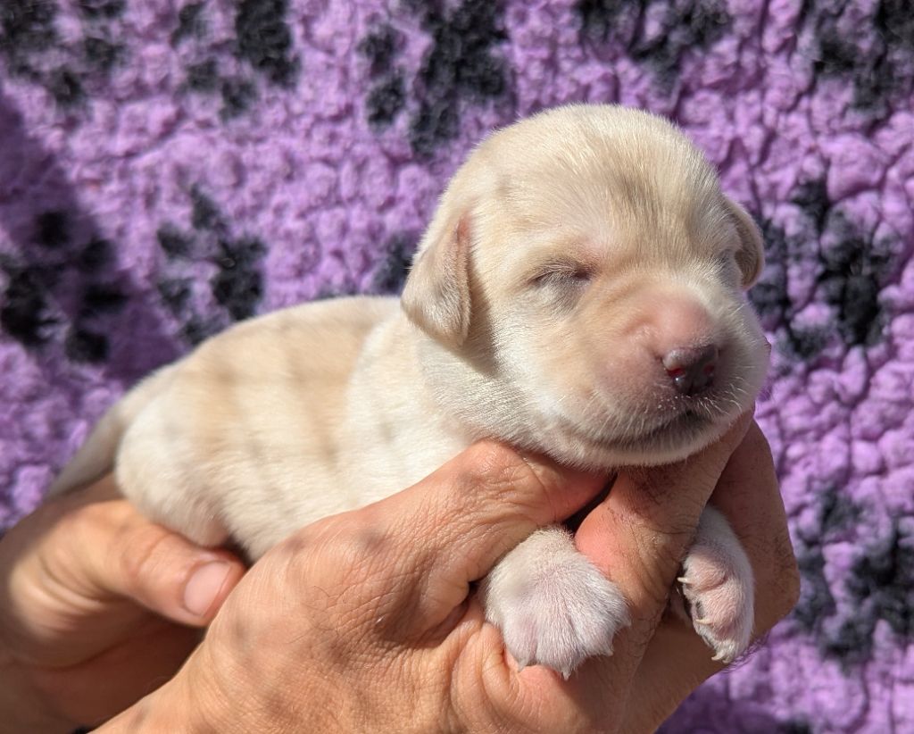 Du Domaine Charlésien - Chiots disponibles - Labrador Retriever