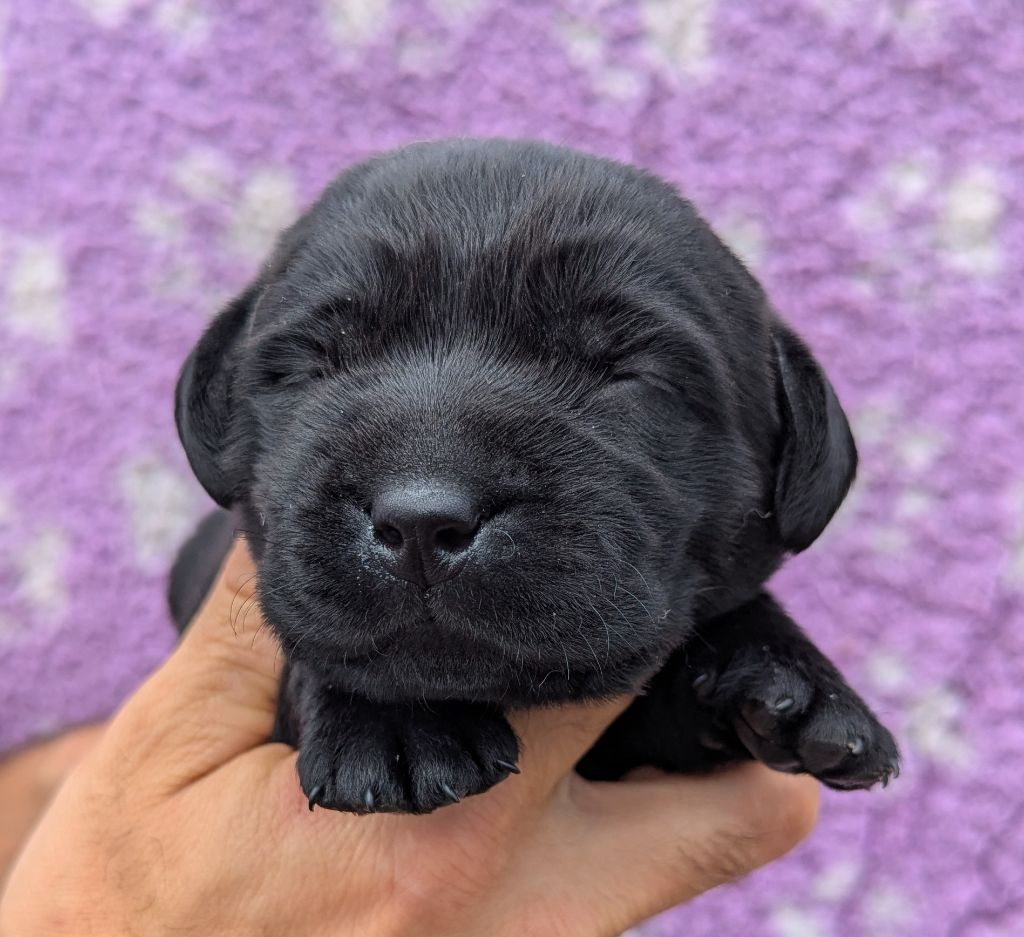 Du Domaine Charlésien - Chiots disponibles - Labrador Retriever