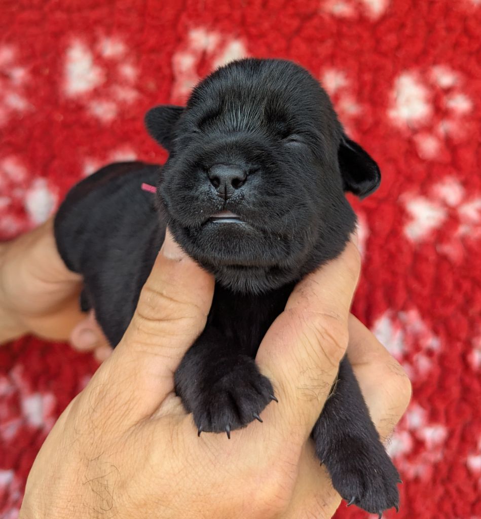 Du Domaine Charlésien - Chiots disponibles - Labrador Retriever