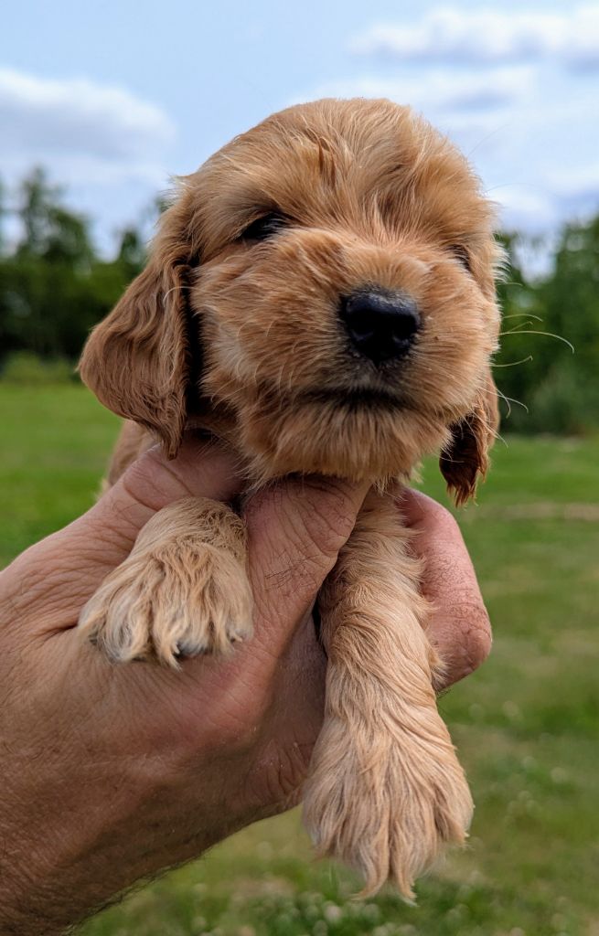 Du Domaine Charlésien - Chiots disponibles - Cocker Spaniel Anglais