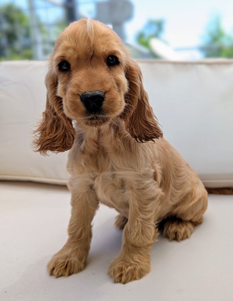 Du Domaine Charlésien - Chiots disponibles - Cocker Spaniel Anglais