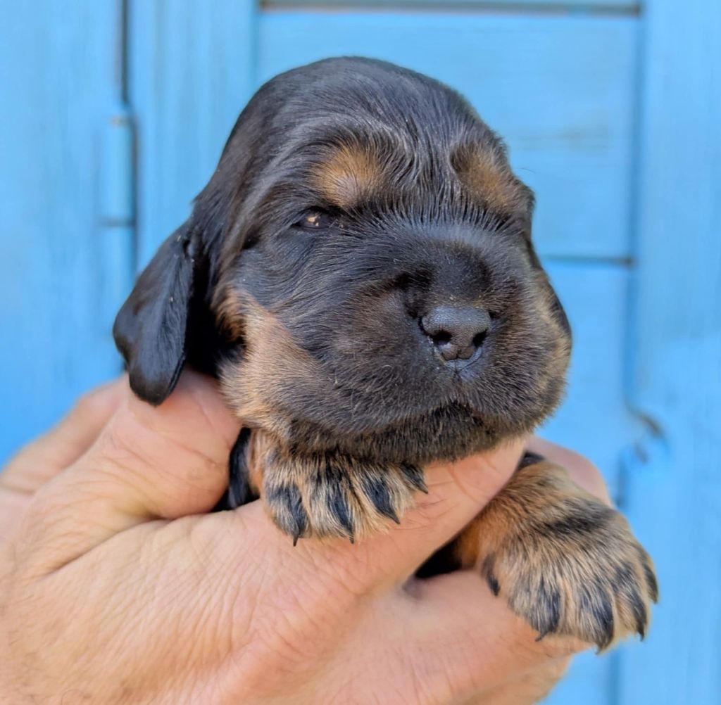 Du Domaine Charlésien - Chiots disponibles - Cocker Spaniel Anglais