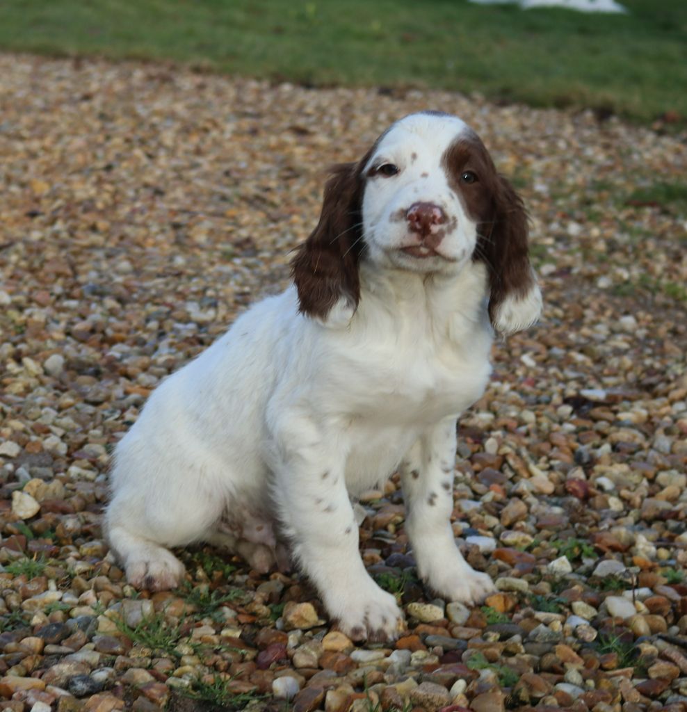 Chiot English Springer Spaniel Du Domaine Charlésien