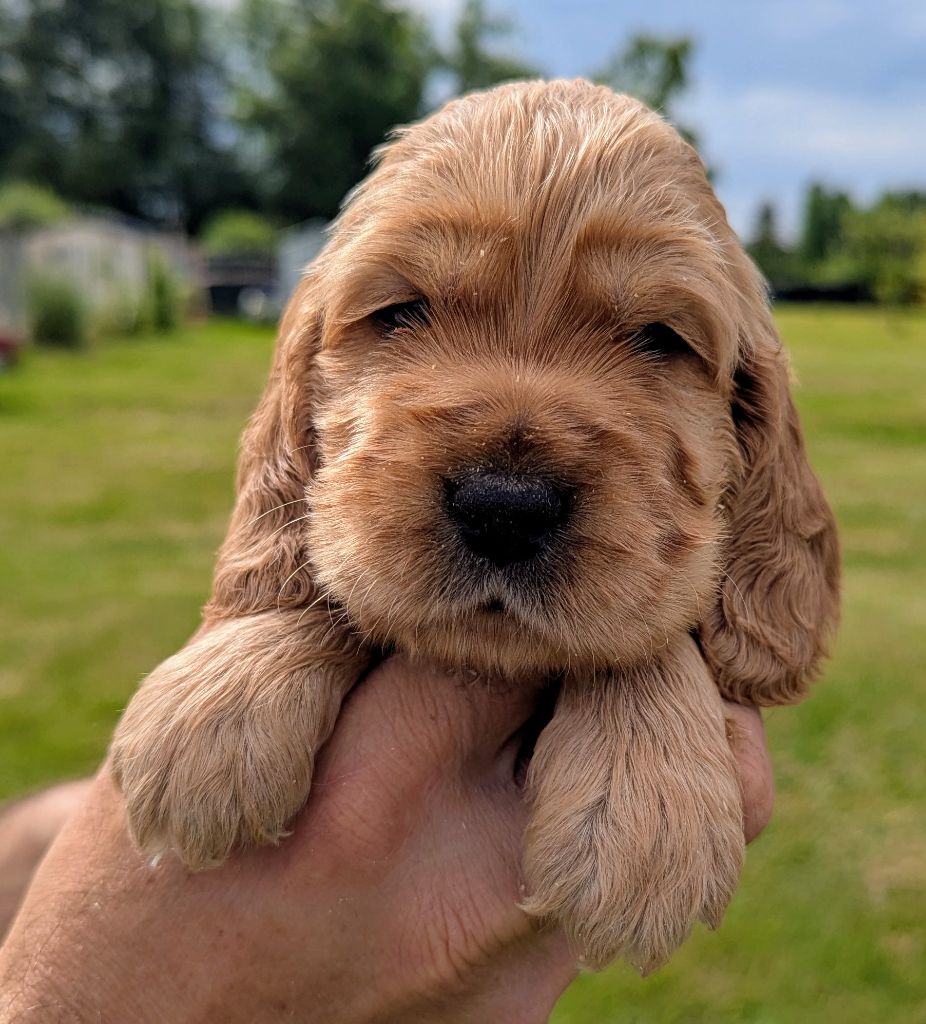 Du Domaine Charlésien - Chiots disponibles - Cocker Spaniel Anglais