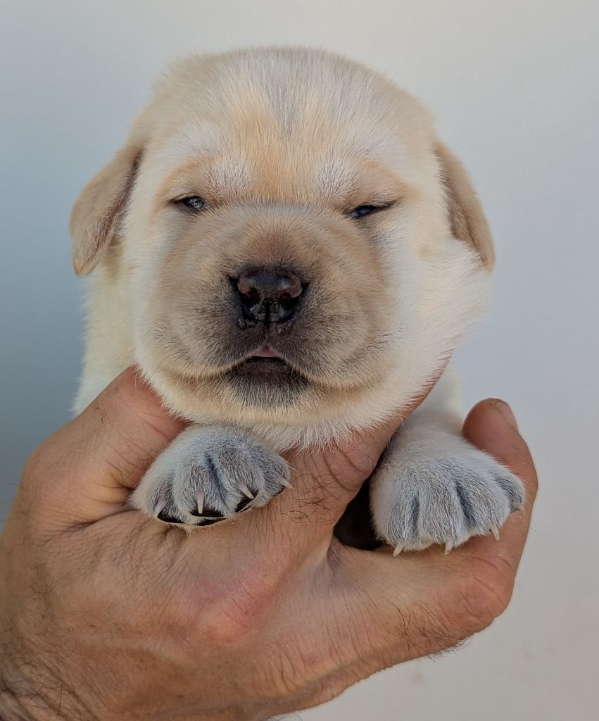 Du Domaine Charlésien - Chiots disponibles - Labrador Retriever