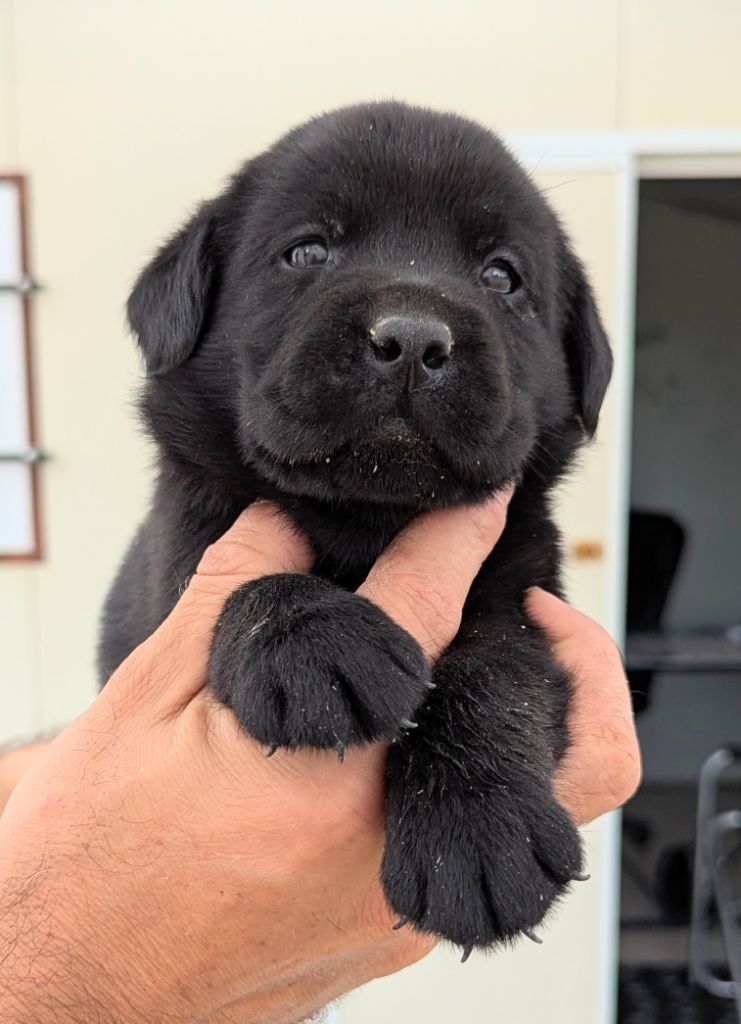 Du Domaine Charlésien - Chiots disponibles - Labrador Retriever