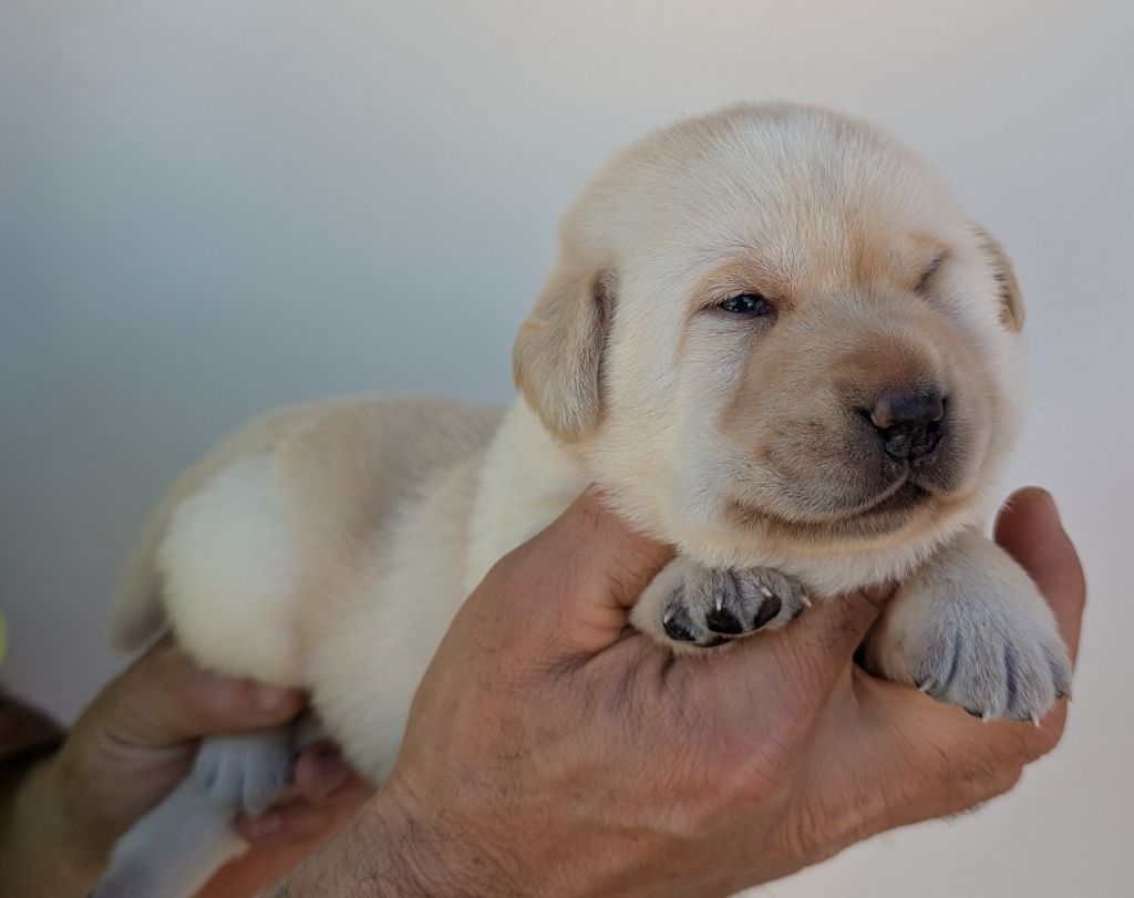 Du Domaine Charlésien - Chiots disponibles - Labrador Retriever