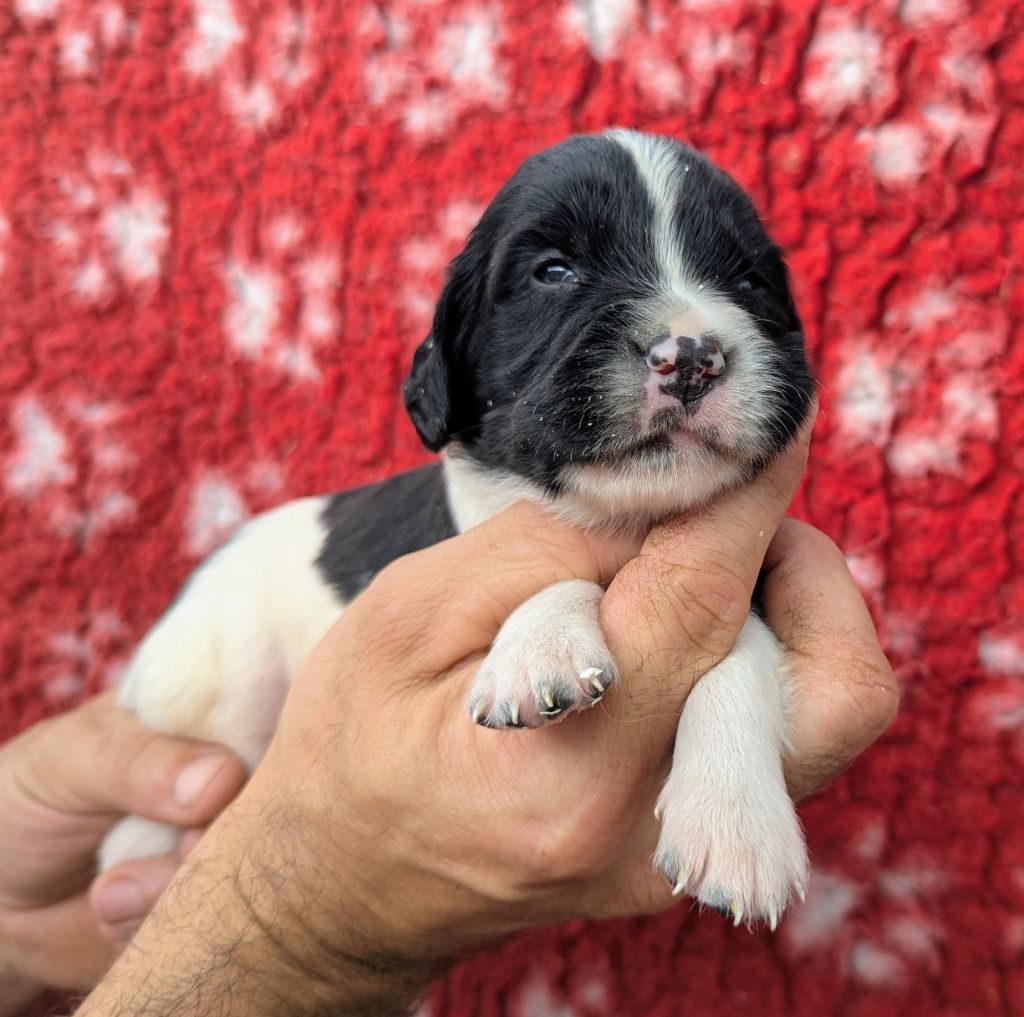 Du Domaine Charlésien - Chiots disponibles - English Springer Spaniel
