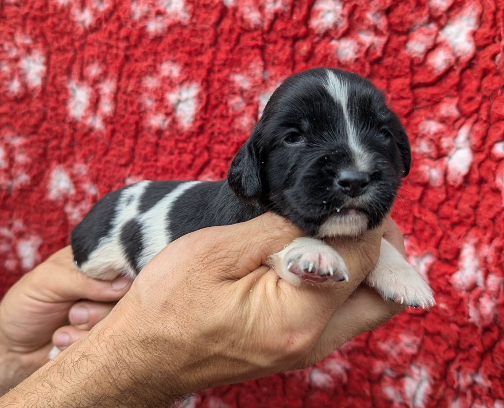 Du Domaine Charlésien - Chiots disponibles - English Springer Spaniel