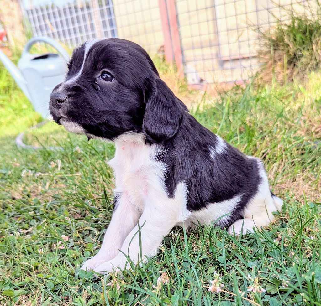 Du Domaine Charlésien - Chiots disponibles - English Springer Spaniel