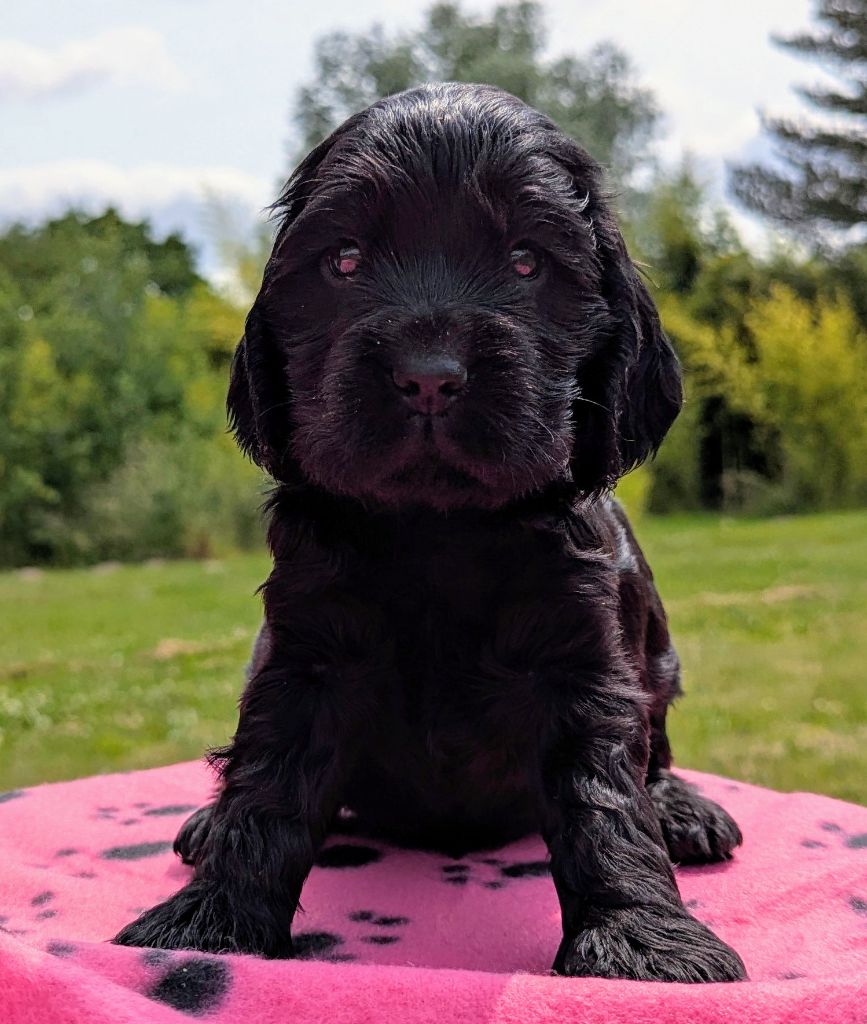 Du Domaine Charlésien - Chiots disponibles - Cocker Spaniel Anglais