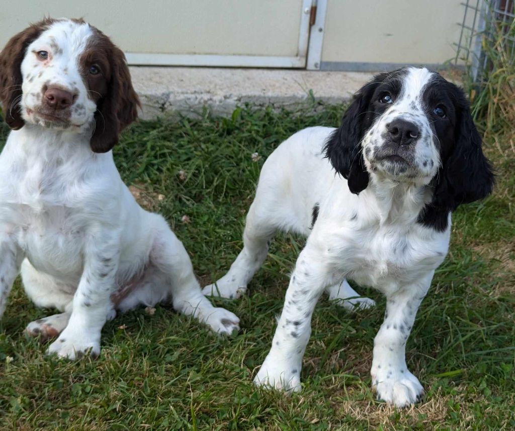 Chiot English Springer Spaniel Du Domaine Charlésien