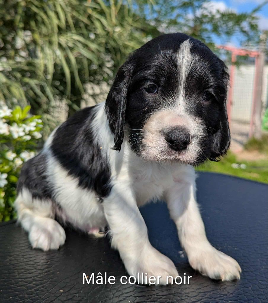 Du Domaine Charlésien - Chiots disponibles - English Springer Spaniel