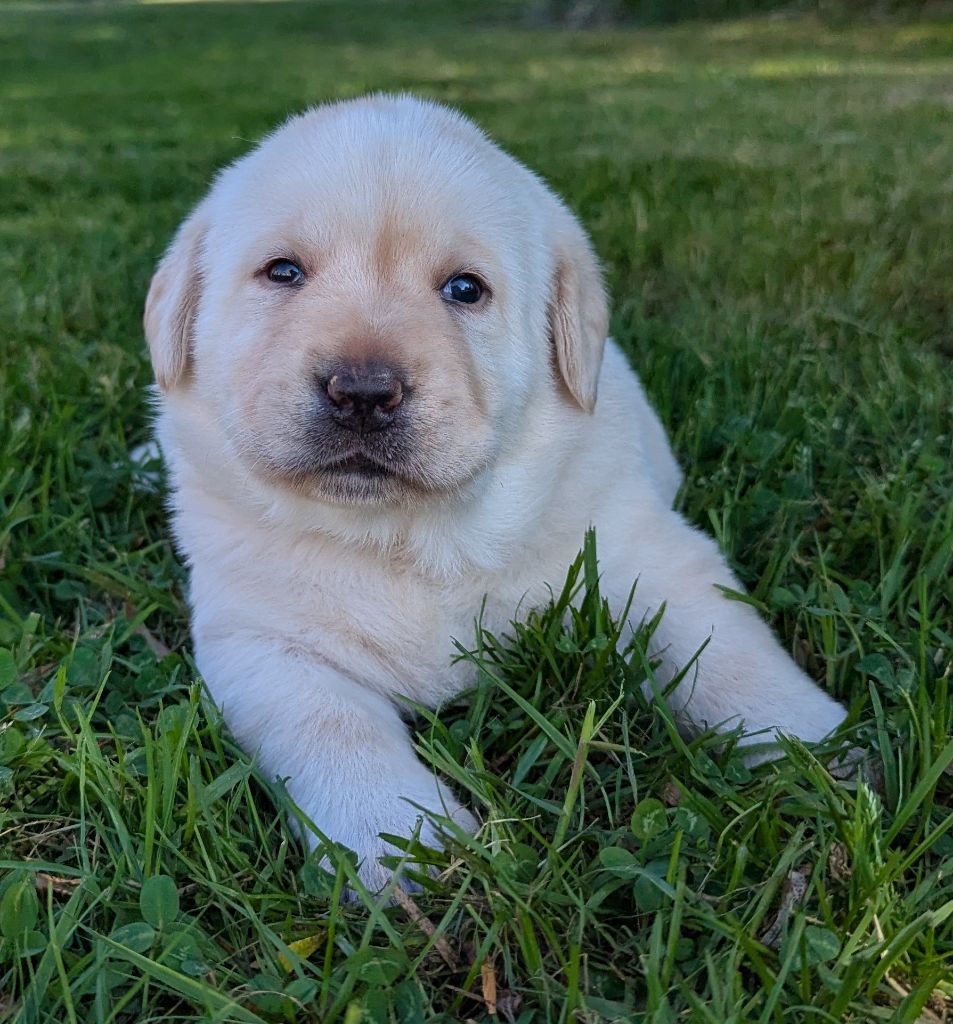 Du Domaine Charlésien - Chiots disponibles - Labrador Retriever