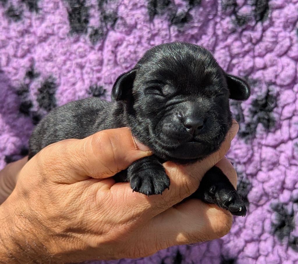 Du Domaine Charlésien - Chiots disponibles - Labrador Retriever