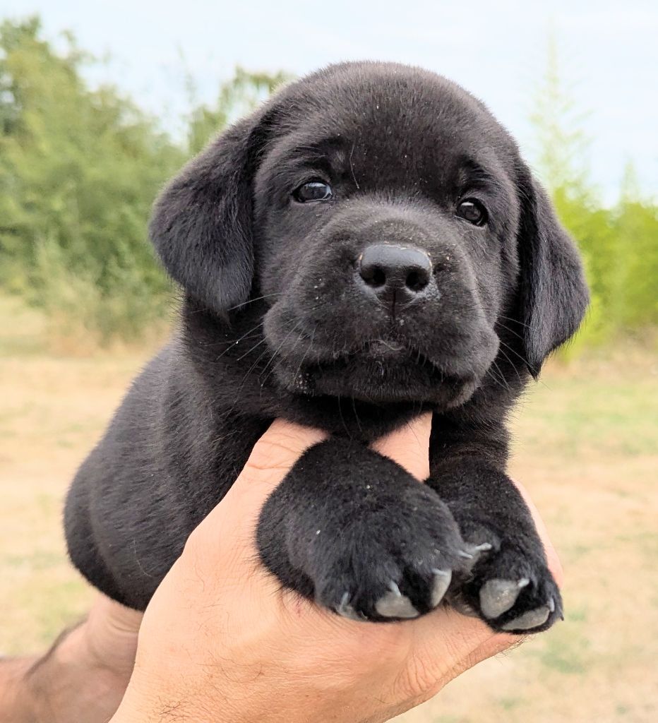 Du Domaine Charlésien - Chiots disponibles - Labrador Retriever