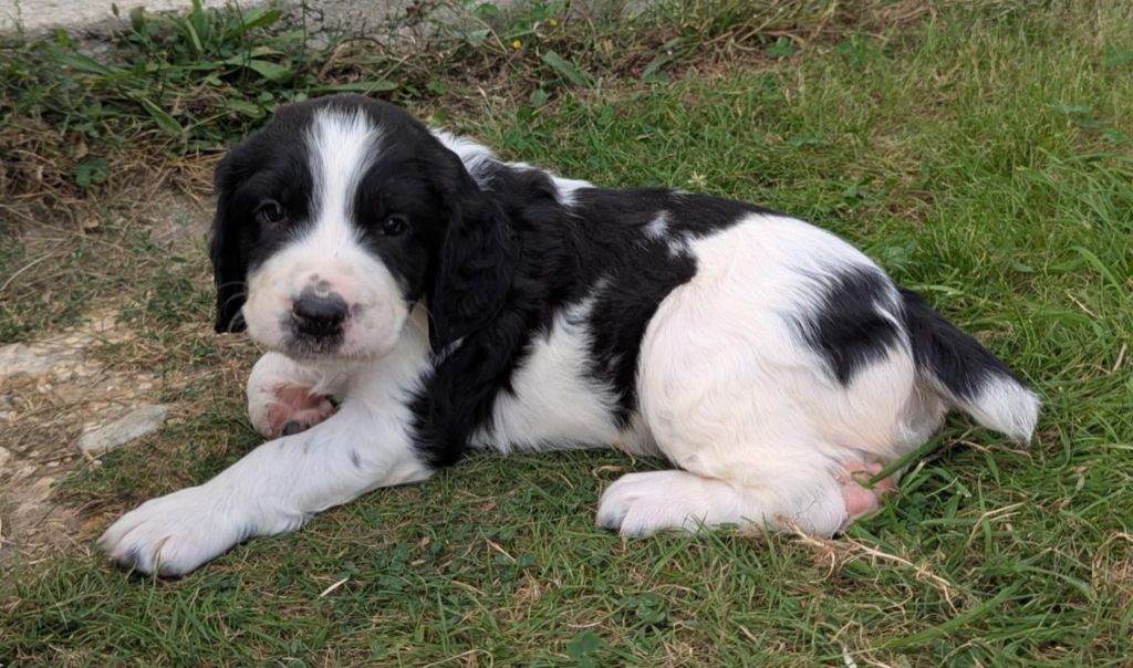 Du Domaine Charlésien - Chiots disponibles - English Springer Spaniel