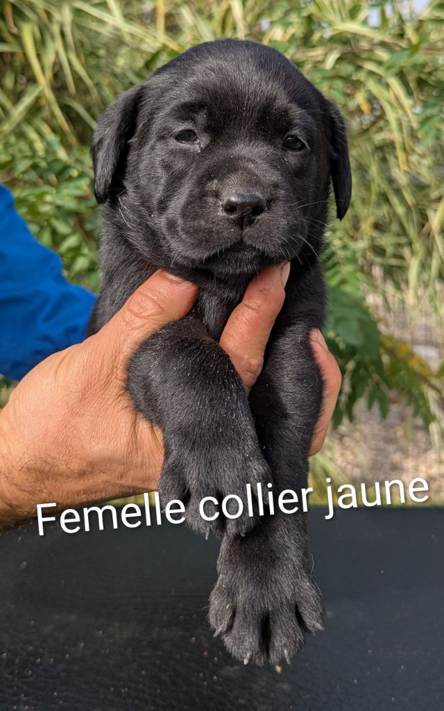 Du Domaine Charlésien - Chiots disponibles - Labrador Retriever