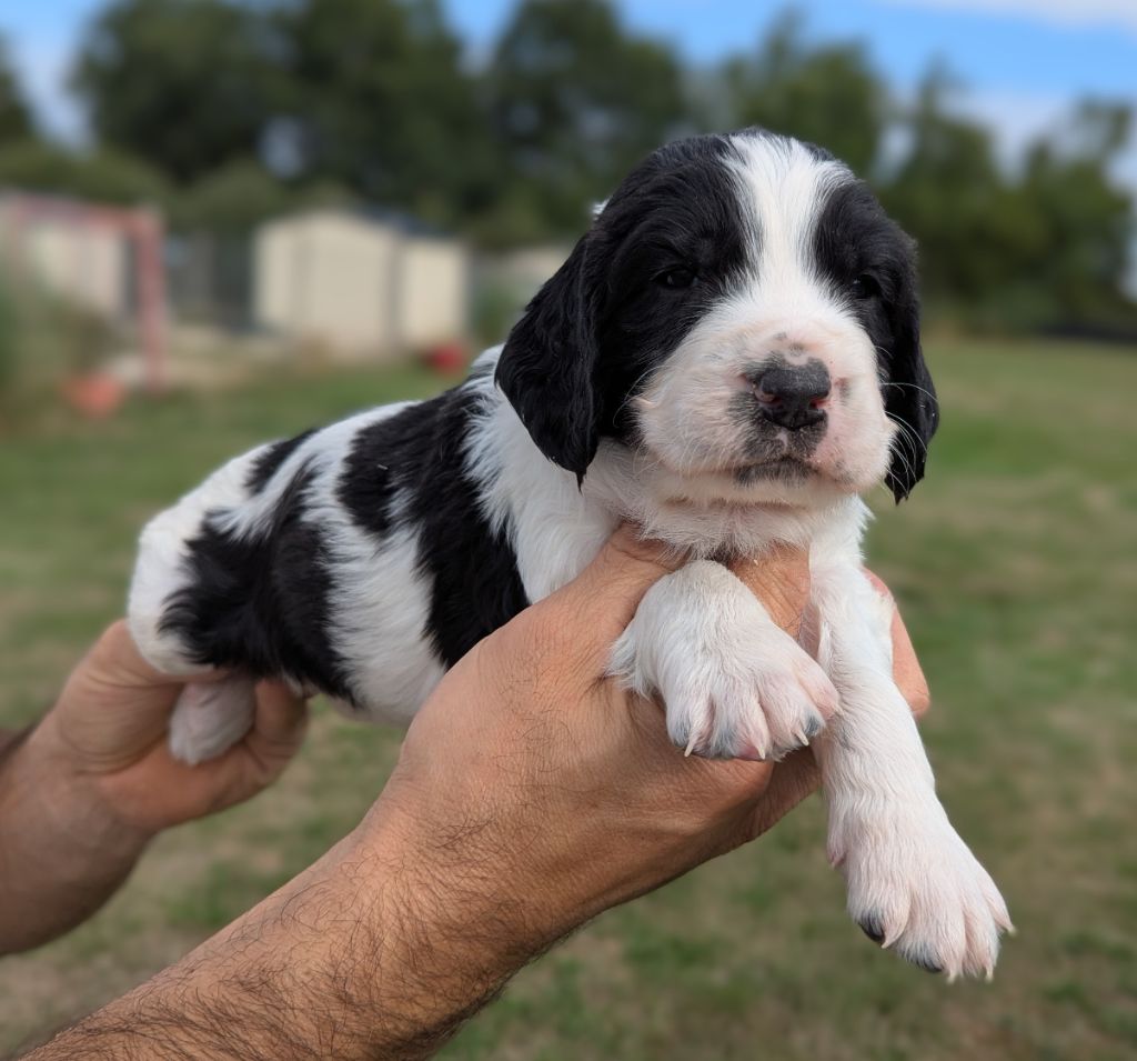 Du Domaine Charlésien - English Springer Spaniel - Portée née le 07/07/2025