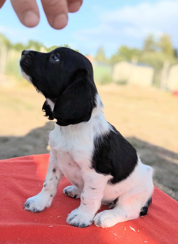 Du Domaine Charlésien - Chiots disponibles - English Springer Spaniel