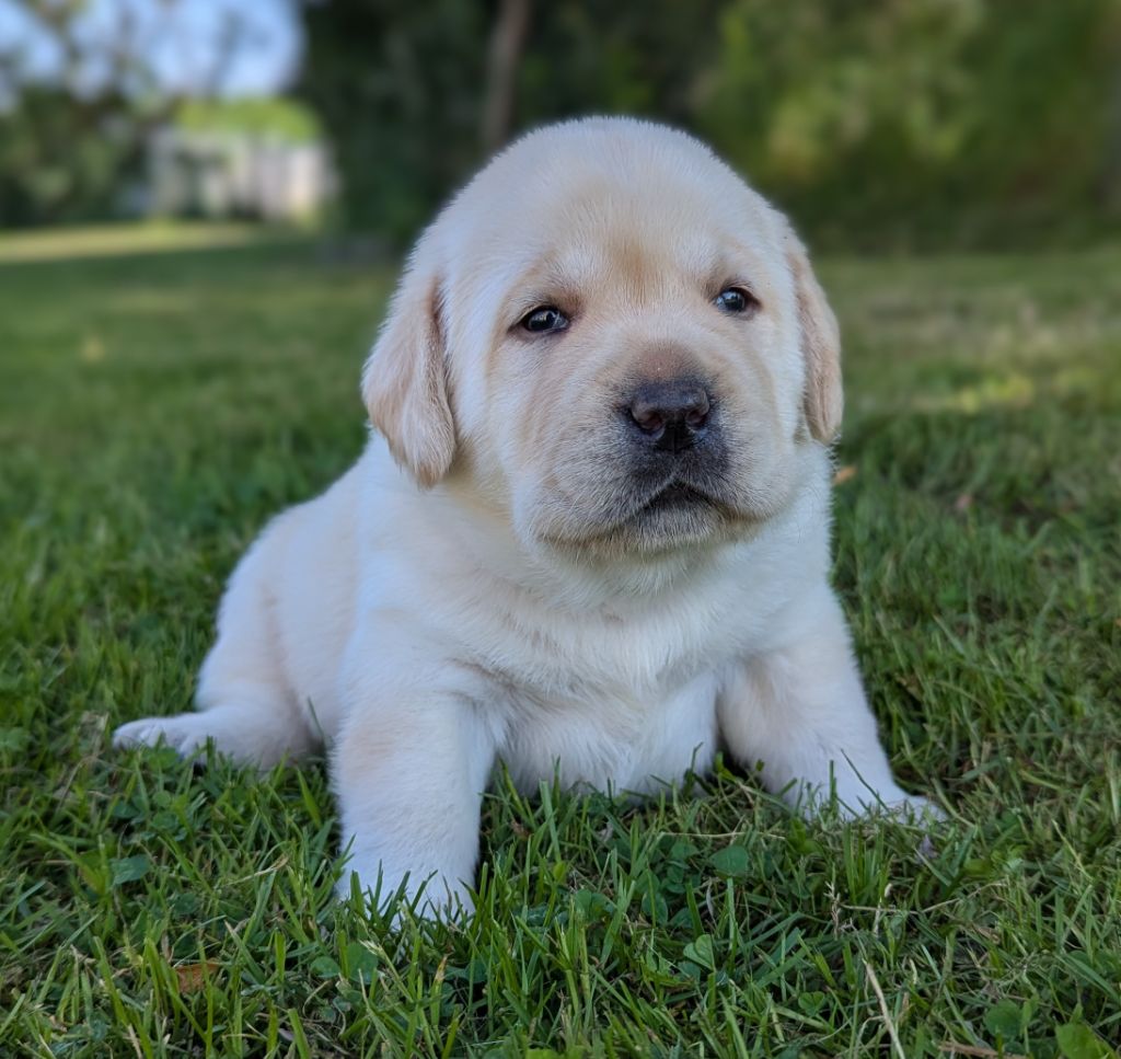 Du Domaine Charlésien - Chiots disponibles - Labrador Retriever