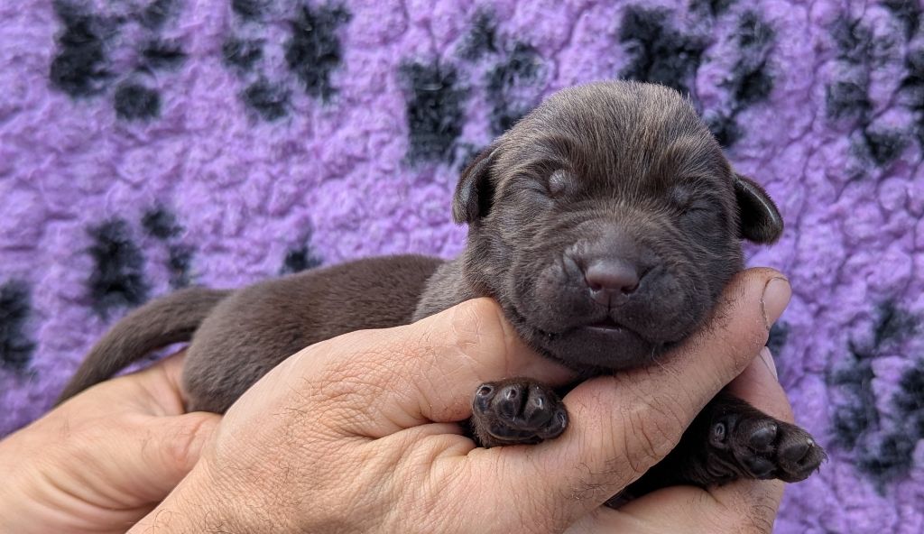 Du Domaine Charlésien - Chiots disponibles - Labrador Retriever