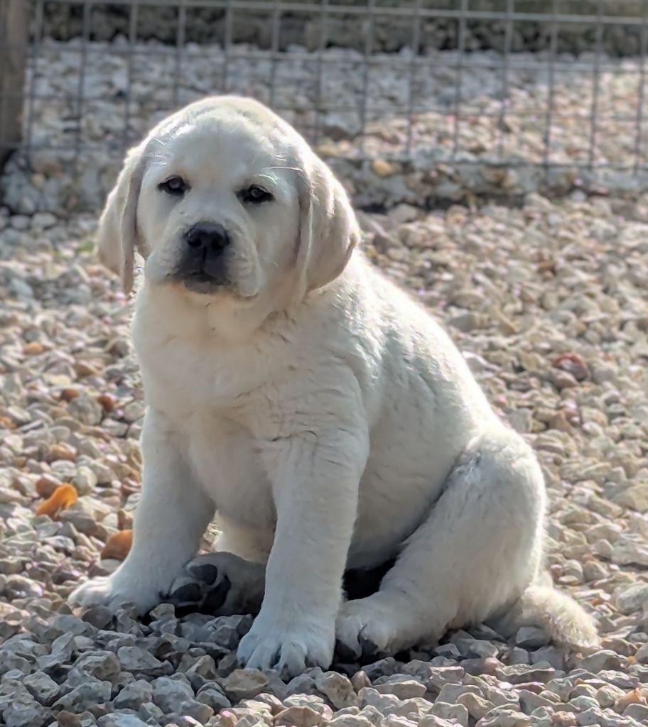 Du Domaine Charlésien - Chiots disponibles - Labrador Retriever