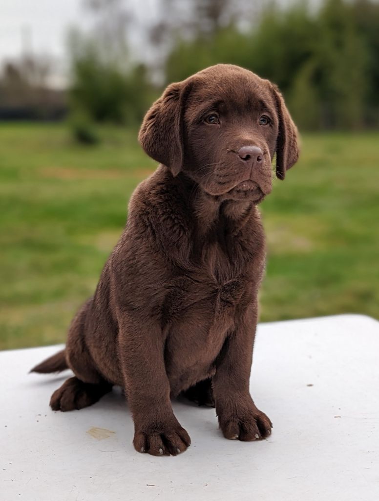 Chiot Labrador Retriever Du Domaine Charlésien