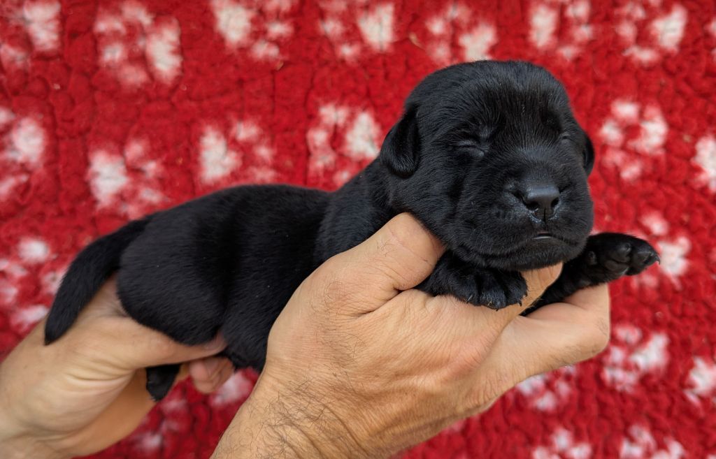 Du Domaine Charlésien - Chiots disponibles - Labrador Retriever