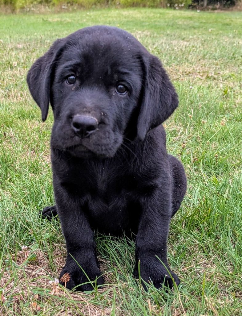 Du Domaine Charlésien - Labrador Retriever - Portée née le 14/06/2025